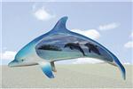 DOLD25061 Sea Dream Dolphin Scene